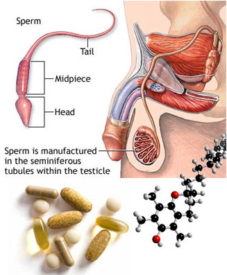 Increase Sperm Production With Vitamin E
