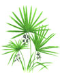 Saw Palmetto
