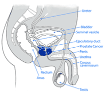 How the Prostate Works