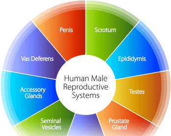 How to Improve Prostate Health