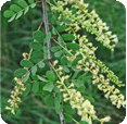 Acacia Rigidula