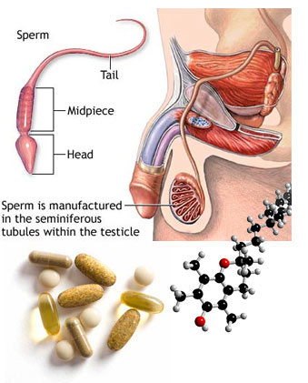 Vitamin E Increases Sperm