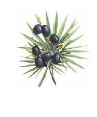 Saw Palmetto